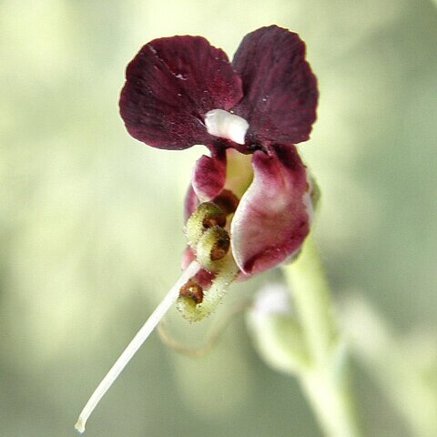 Scrophularia xanthoglossa unspecified picture