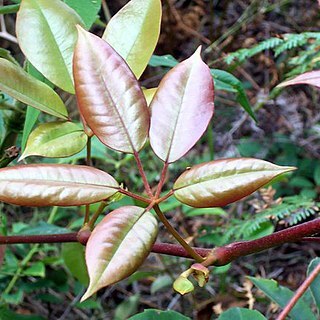 Cissus hypoglauca unspecified picture