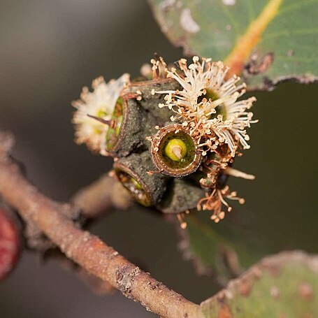 Eucalyptus serraensis unspecified picture