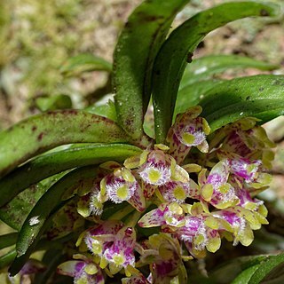 Gastrochilus raraensis unspecified picture