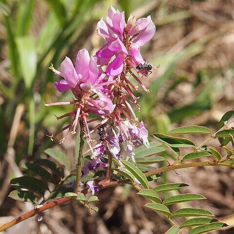 Indigofera pratensis unspecified picture