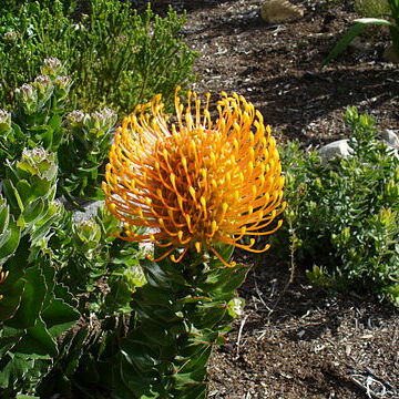 Leucospermum patersonii unspecified picture