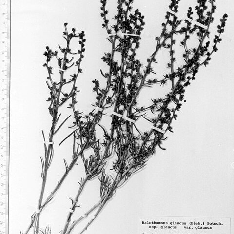 Halothamnus glaucus unspecified picture