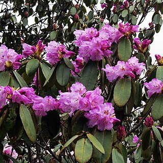 Rhododendron campanulatum unspecified picture