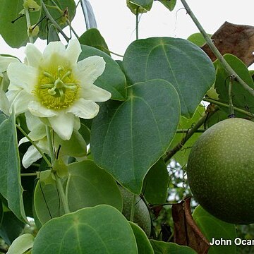 Passiflora guatemalensis unspecified picture