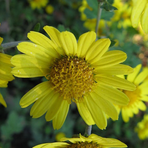 Chrysanthemum aphrodite unspecified picture