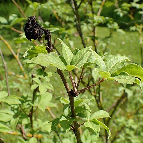 Eleutherococcus setchuenensis unspecified picture