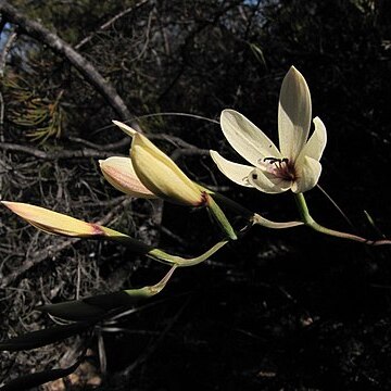 Geissorhiza melanthera unspecified picture