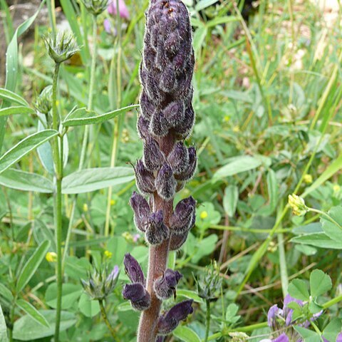 Orobanche lavandulacea unspecified picture