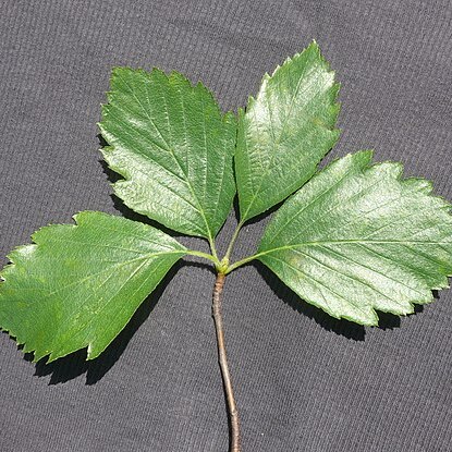 Sorbus franconica unspecified picture