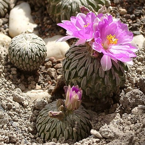 Pelecyphora aselliformis unspecified picture