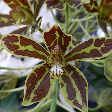 Grammatophyllum multiflorum var. multiflorum unspecified picture