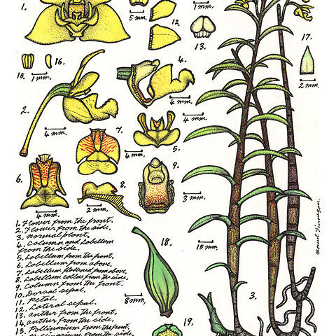 Dendrobium agrostophyllum unspecified picture