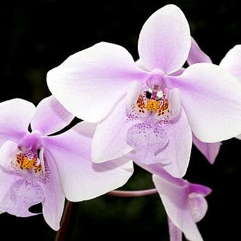 Phalaenopsis schilleriana unspecified picture