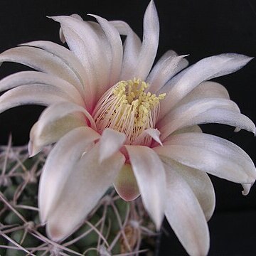 Gymnocalycium capillense unspecified picture