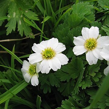 Callianthemum unspecified picture