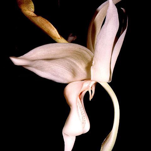 Stanhopea grandiflora unspecified picture