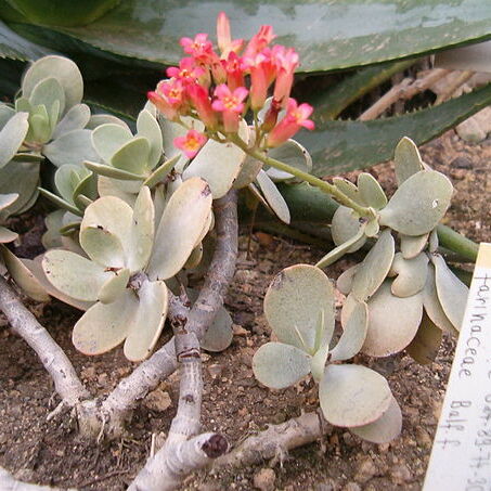 Kalanchoe farinacea unspecified picture