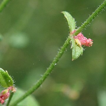 Gonocarpus teucrioides unspecified picture