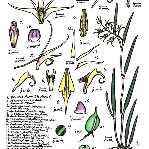 Dendrobium racemosum unspecified picture