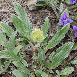 Phacelia leptosepala unspecified picture