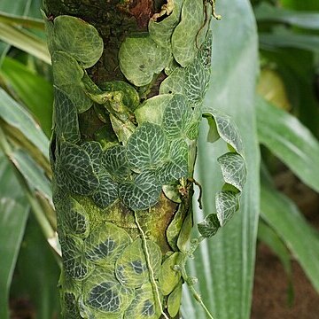 Rhaphidophora cryptantha unspecified picture