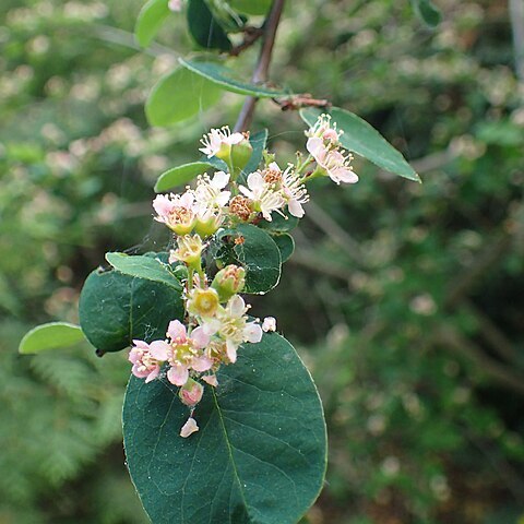 Cotoneaster sikangensis unspecified picture