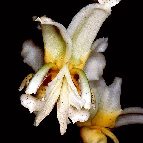 Stanhopea pseudoradiosa unspecified picture