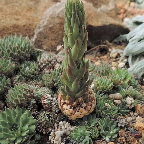 Orostachys thyrsiflora unspecified picture