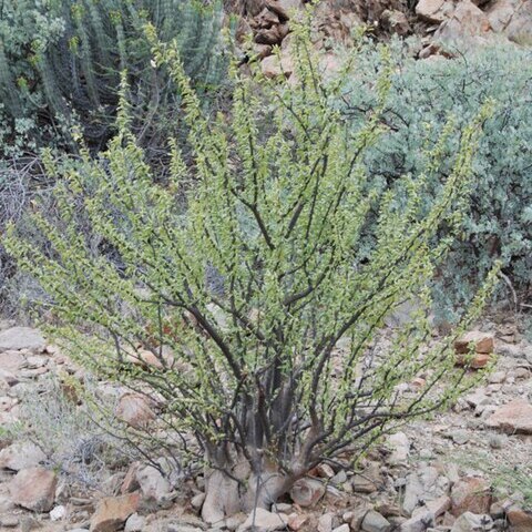 Sesamothamnus benguellensis unspecified picture