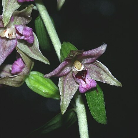 Epipactis leptochila subsp. neglecta unspecified picture