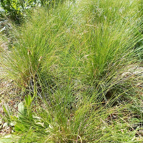 Aristida diffusa unspecified picture