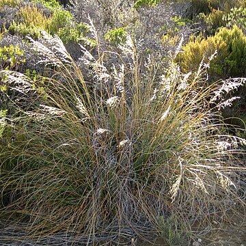 Chionochloa flavescens subsp. brevis unspecified picture