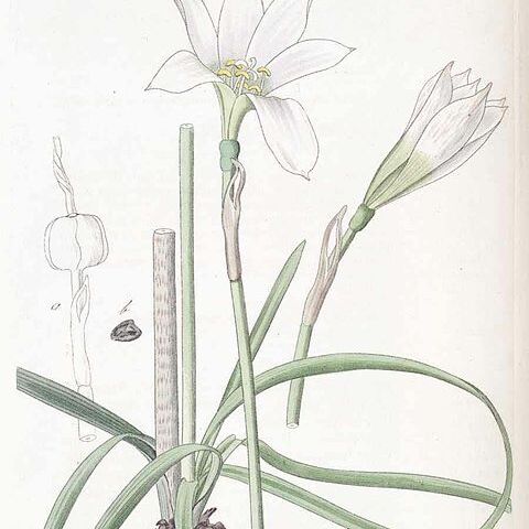 Zephyranthes mesochloa unspecified picture