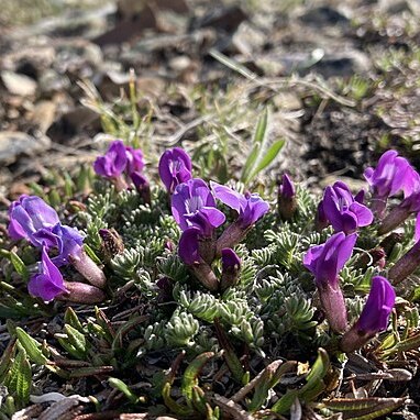 Oxytropis podocarpa unspecified picture