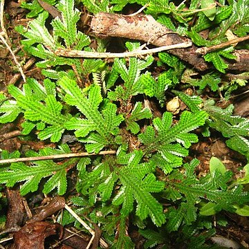 Selaginella convoluta unspecified picture