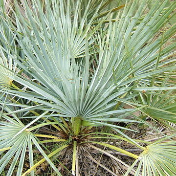 Chamaerops humilis var. argentea unspecified picture