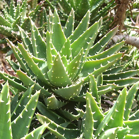 Haworthia herbacea var. herbacea unspecified picture