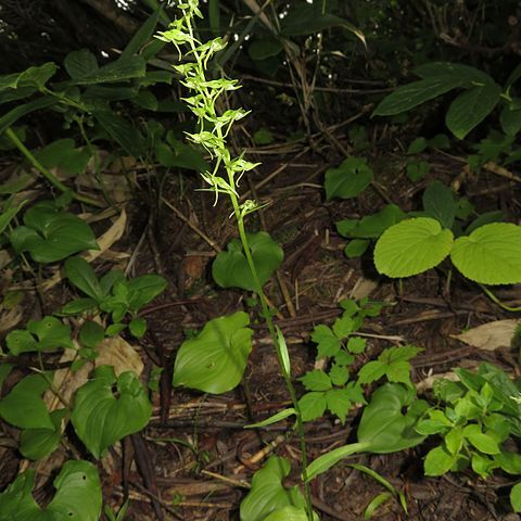 Platanthera ophrydioides unspecified picture