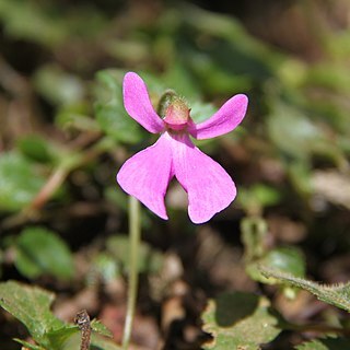 Impatiens hoehnelii unspecified picture