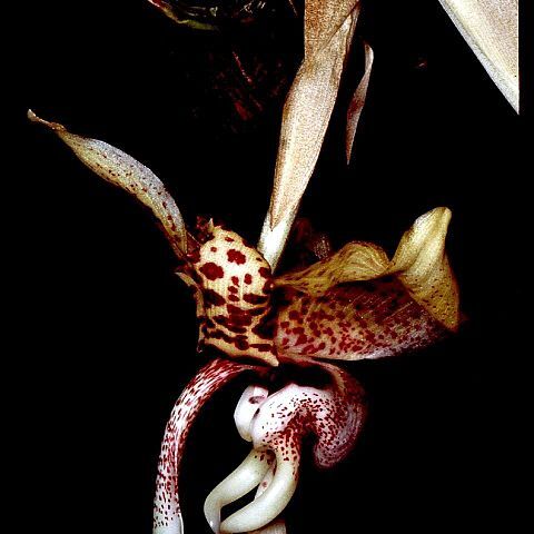 Stanhopea hernandezii unspecified picture