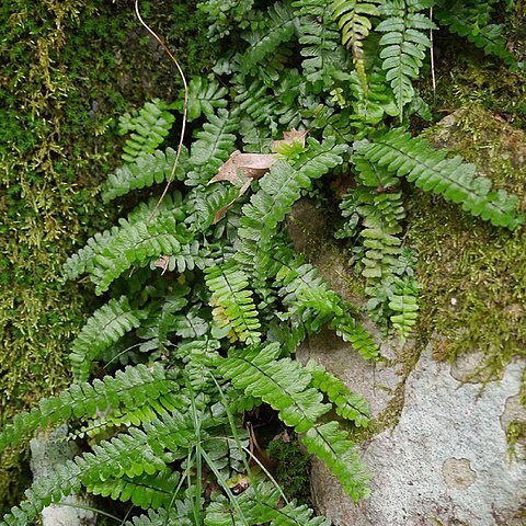 Asplenium normale unspecified picture