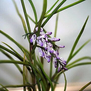 Schoenorchis juncifolia unspecified picture