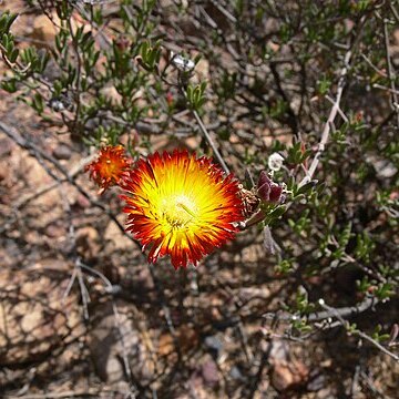 Drosanthemum bicolor unspecified picture