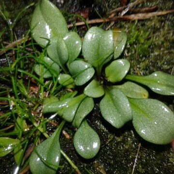 Gentianella scopulorum unspecified picture