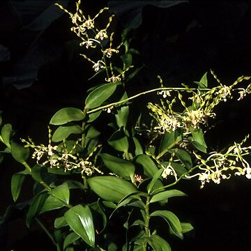 Dendrobium strebloceras unspecified picture