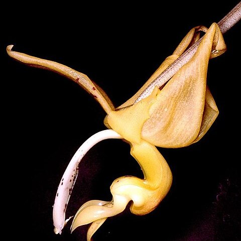 Stanhopea stevensonii unspecified picture