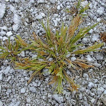 Eragrostis paupera unspecified picture