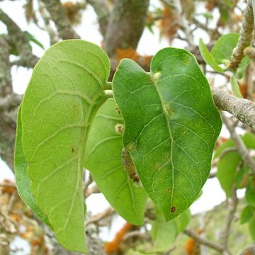 Nothocestrum unspecified picture