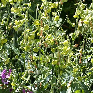 Nicotiana langsdorffii unspecified picture